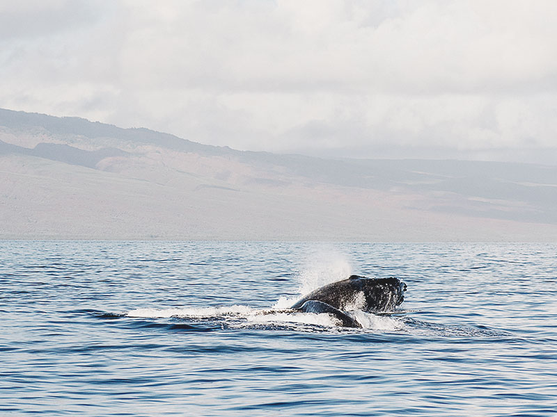 A whale surfacing in open water below a coastal ridge