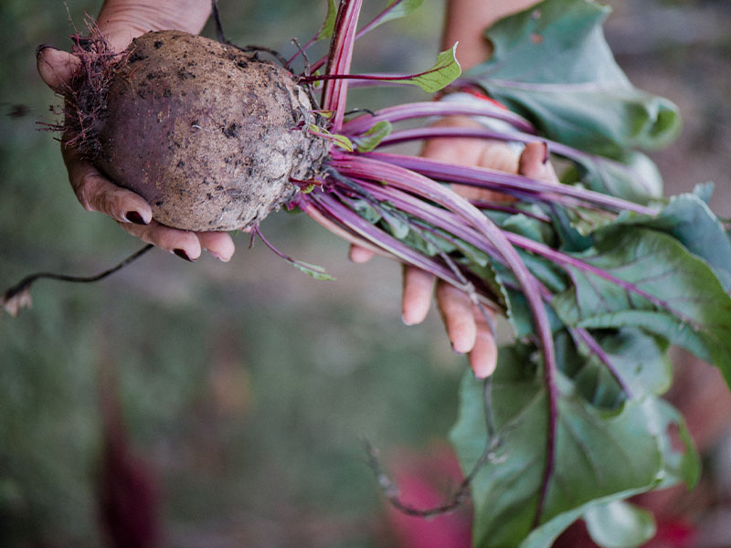 Two hands holding a freshly pulled beet, roots and soil still attached
